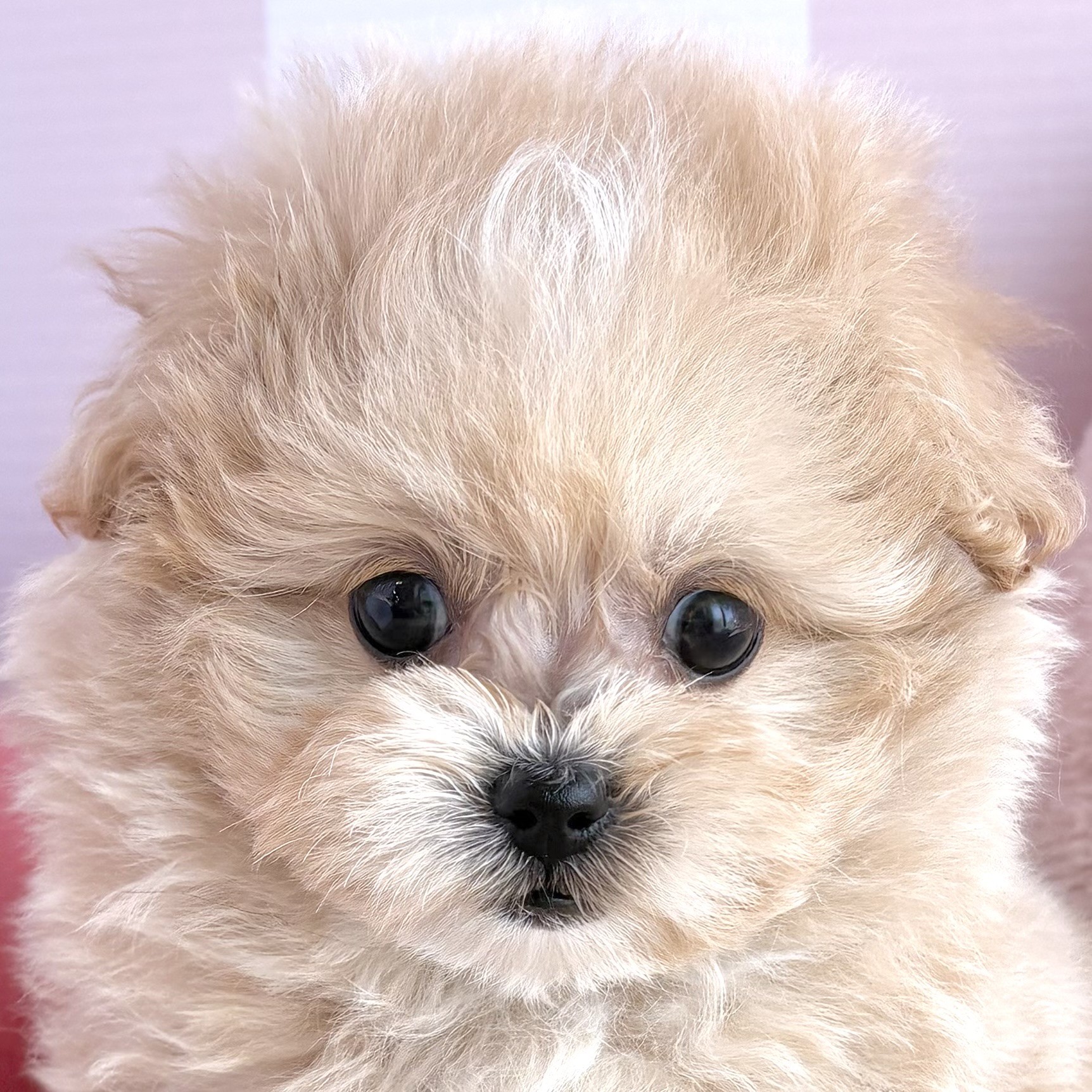 岡山県のポメプー(ポメラニアン×プードル) (犬の家＆猫の里倉敷中庄店/2026年3月17日生まれ/女の子/アプリコットホワイト)の子犬の1枚目の画像