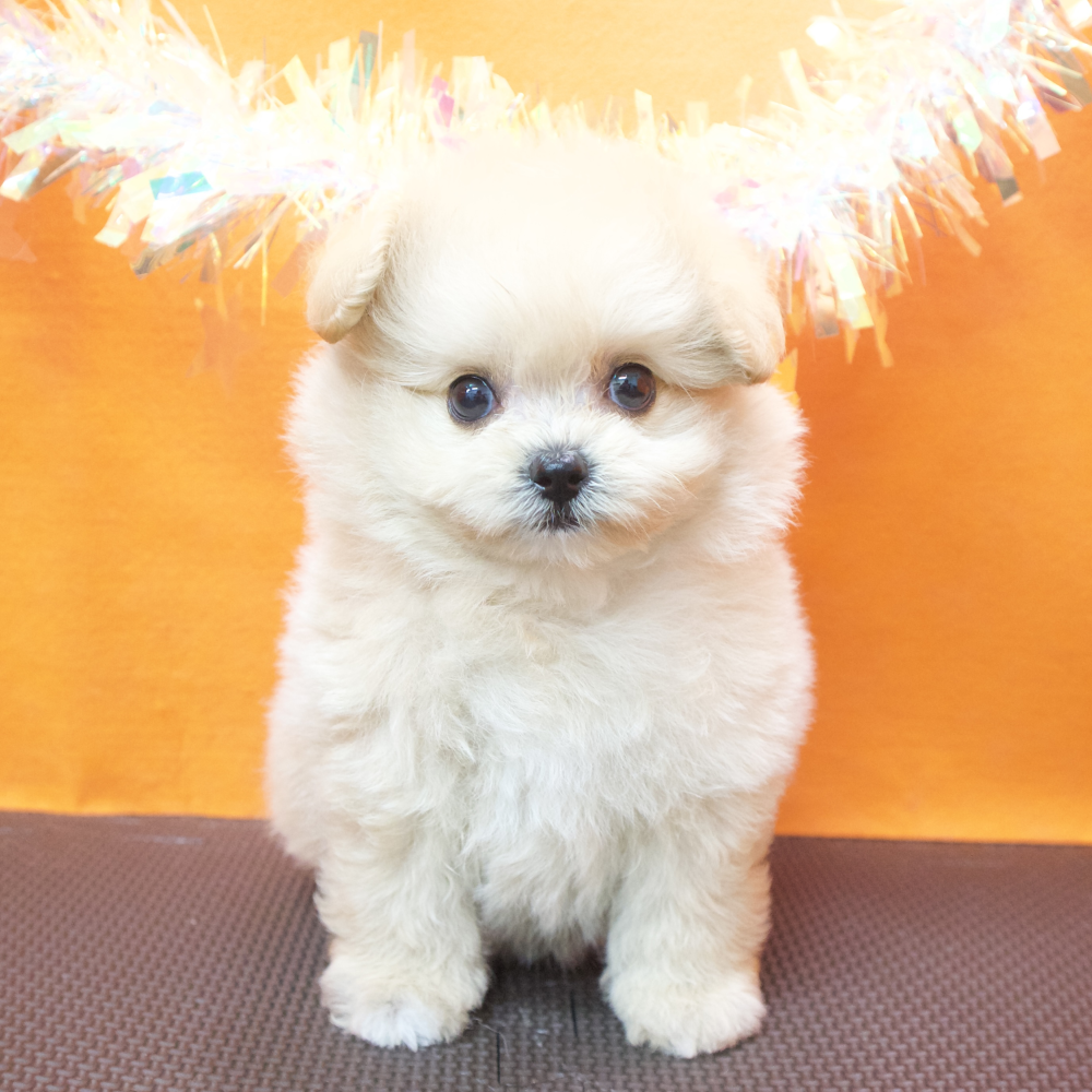 大阪府のポメプー(ポメラニアン×プードル) (犬の家＆猫の里吹田店/2026年3月17日生まれ/女の子/アプリコットホワイト)の子犬の1枚目の画像