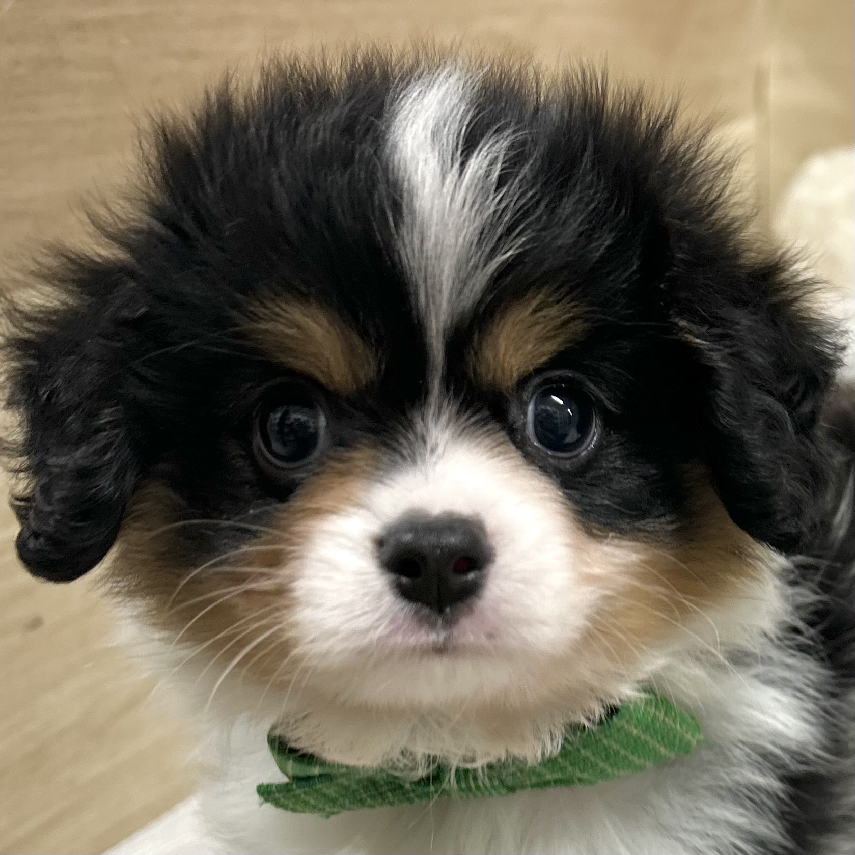 大阪府のハーフ犬・ミックス犬 (犬の家＆猫の里そよら東岸和田店/2026年3月17日生まれ/男の子/ブラックタンホワイト)の子犬