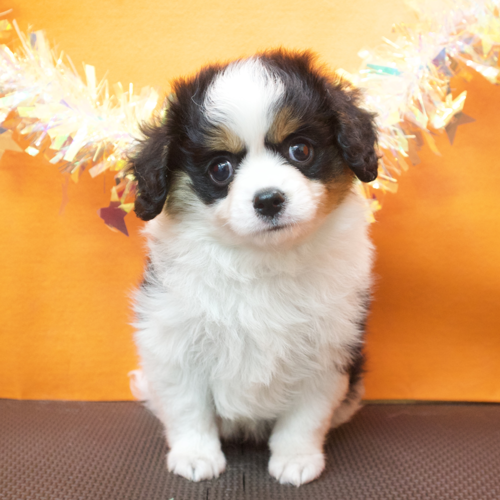 大阪府のハーフ犬・ミックス犬 (犬の家＆猫の里吹田店/2026年3月17日生まれ/男の子/ブラックタンホワイト)の子犬の1枚目の画像