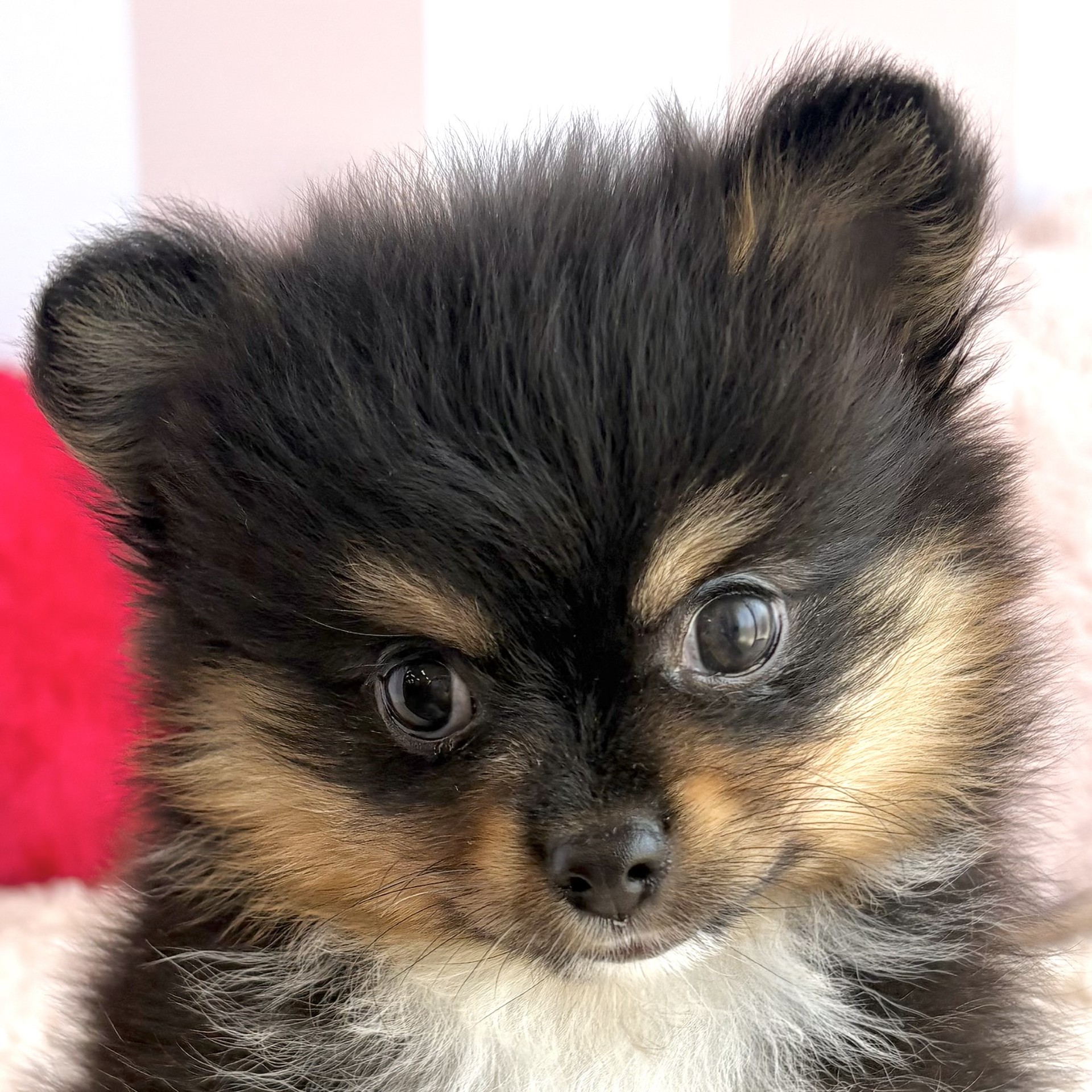 子犬の詳細情報 (広島県/2026年1月27日生まれ/女の子/フォーンホワイト
