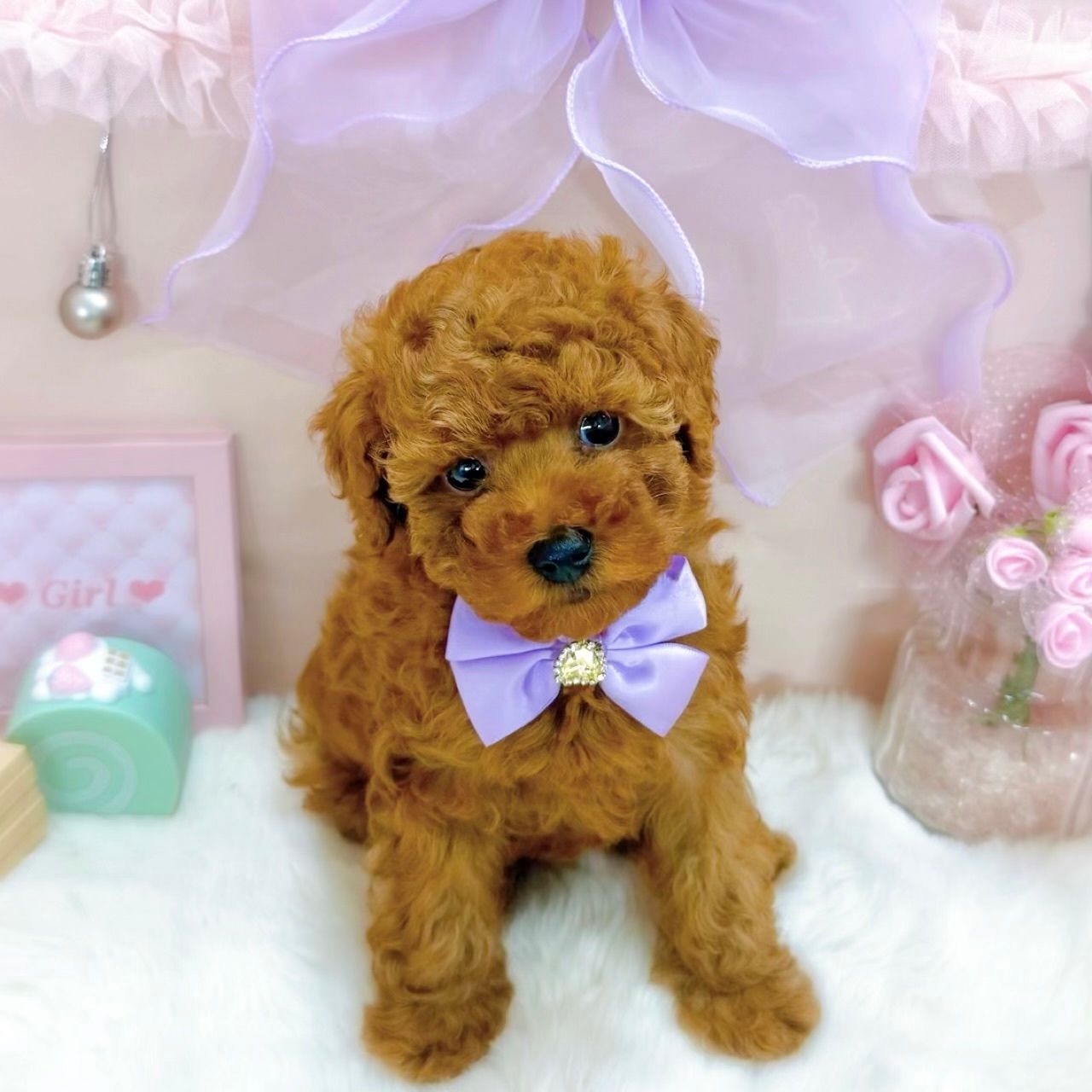 福井県のトイプードル(トイ) (犬の家＆猫の里アミーゴ福井大和田店/2026年3月17日生まれ/女の子/レッド)の子犬