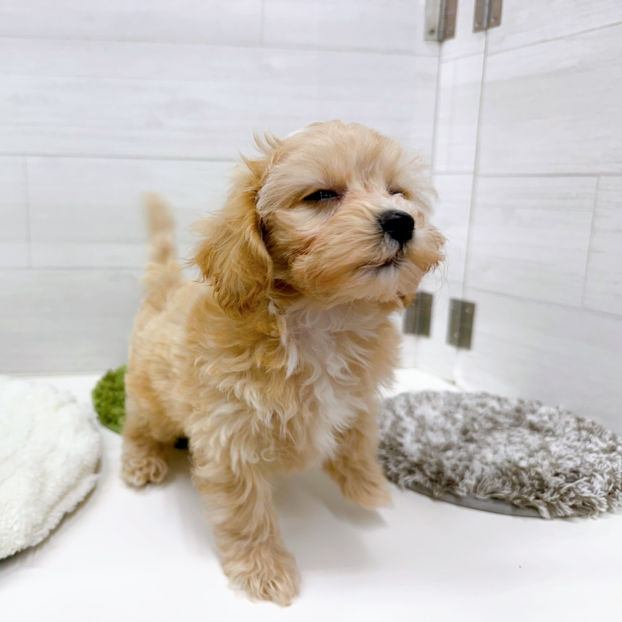 石川県のマルプー(マルチーズ×プードル) (犬の家＆猫の里アミーゴ金沢おこばた店/2026年3月18日生まれ/女の子/アプリコットホワイト)の子犬の2枚目の画像