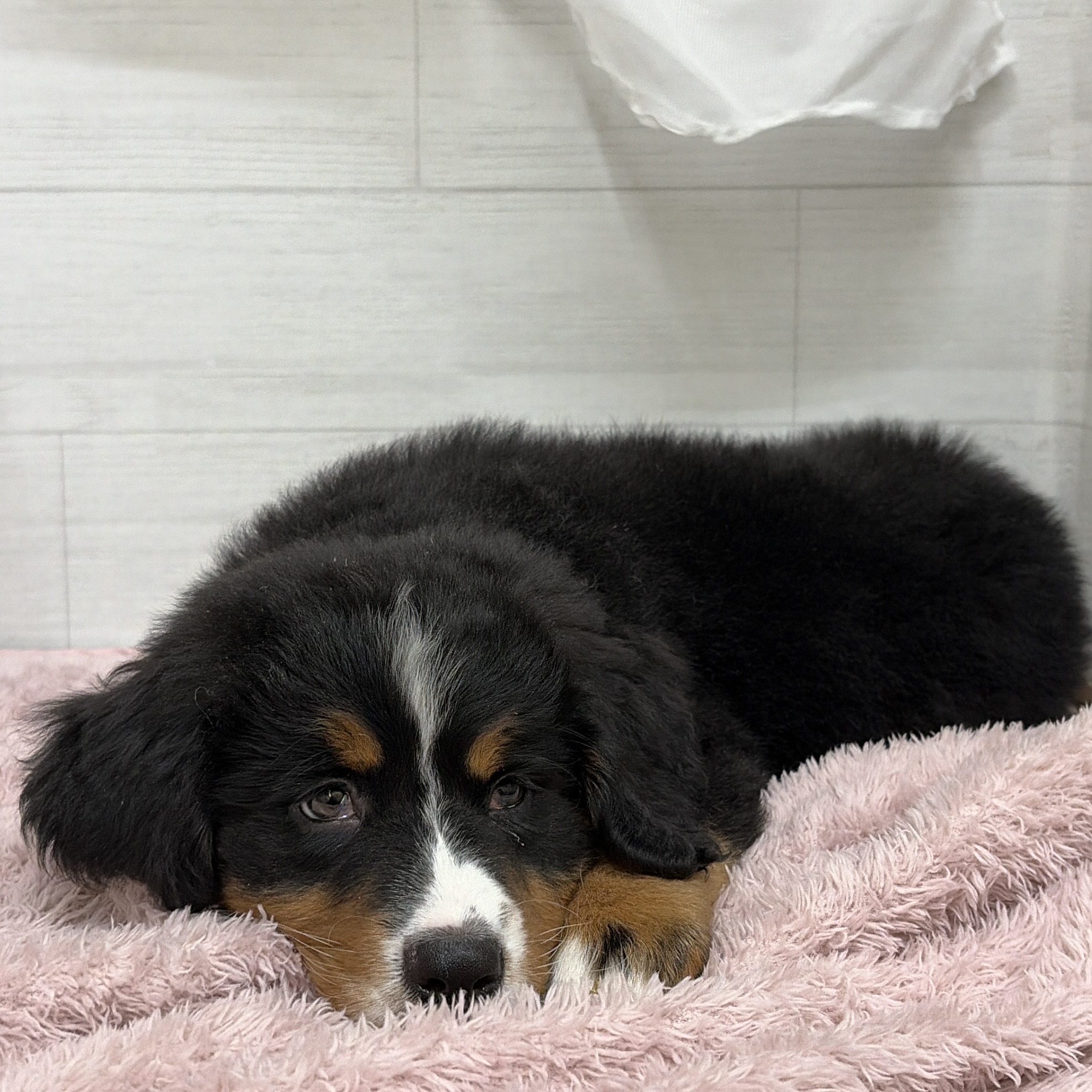 愛知県のバーニーズマウンテンドッグ (犬の家＆猫の里碧南店/2026年3月17日生まれ/女の子/ブラックラストホワイト)の子犬の2枚目の画像