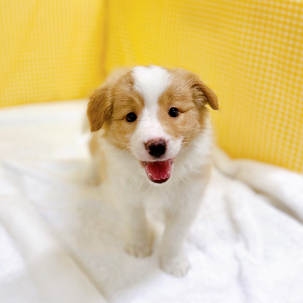 愛知県のボーダーコリー (犬の家＆猫の里一宮店/2026年3月18日生まれ/女の子/レッドホワイト)の子犬の2枚目の画像