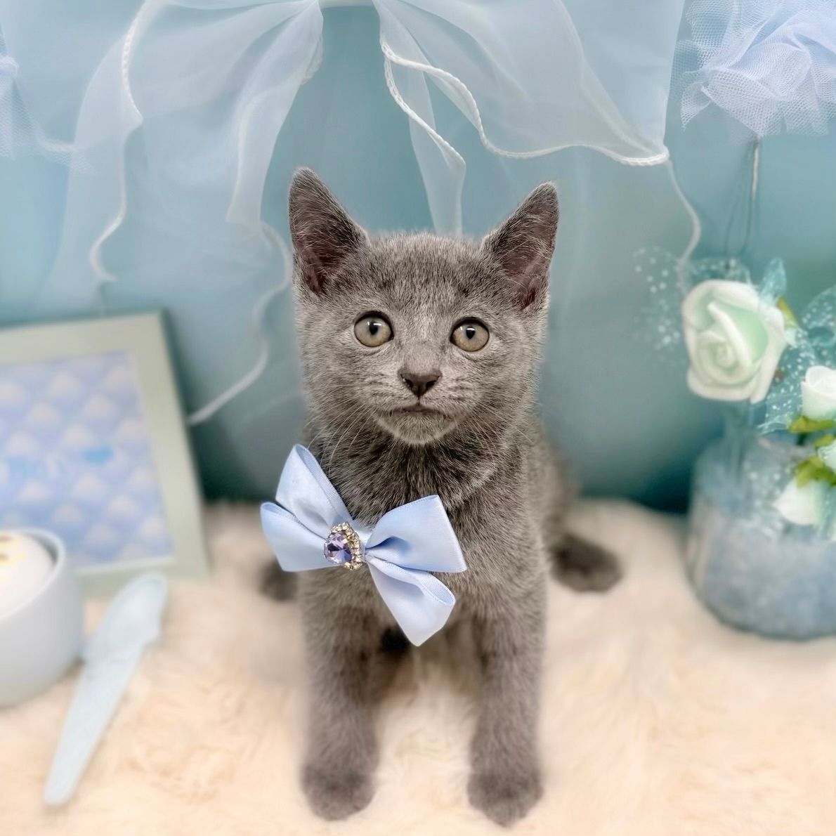 福井県のロシアンブルー (犬の家＆猫の里アミーゴ福井大和田店/2026年3月18日生まれ/男の子/ブルー)の子猫の1枚目の画像