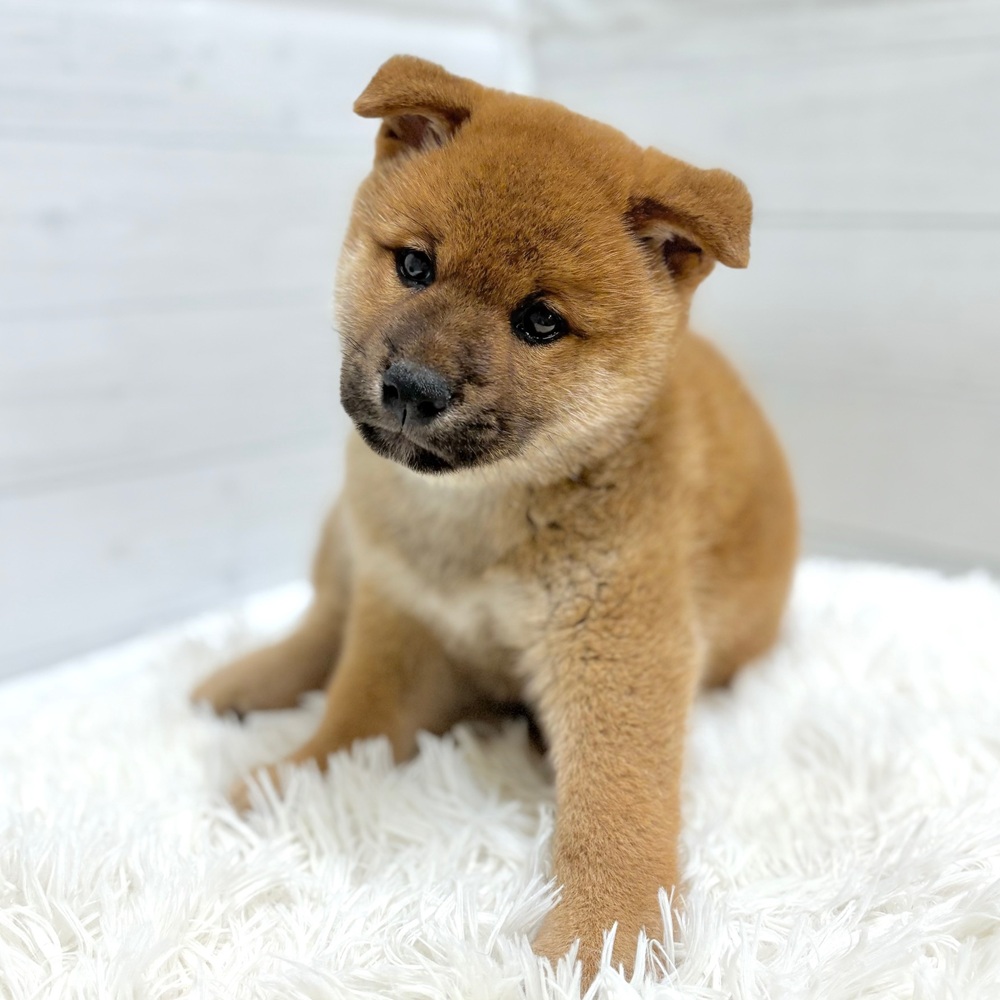 愛知県の柴犬(標準サイズ) (犬の家＆猫の里豊田店/2026年3月17日生まれ/男の子/赤)の子犬の2枚目の画像