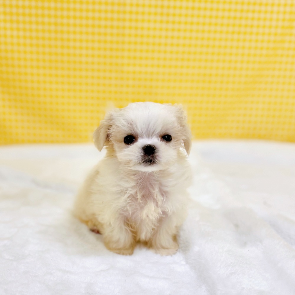 愛知県のマルチーズ (犬の家＆猫の里一宮店/2026年3月15日生まれ/男の子/ホワイト)の子犬の2枚目の画像