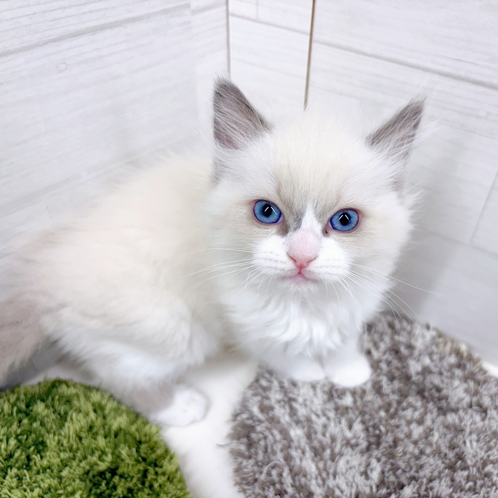 石川県のラグドール (犬の家＆猫の里アミーゴ金沢おこばた店/2026年3月17日生まれ/女の子/ブルーポイントバイカラー)の子猫の2枚目の画像