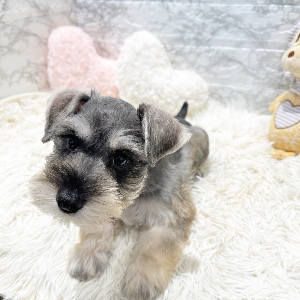 愛知県のミニチュアシュナウザー (犬の家＆猫の里MiO香久山店/2026年3月17日生まれ/女の子/ソルトペッパー)の子犬の2枚目の画像