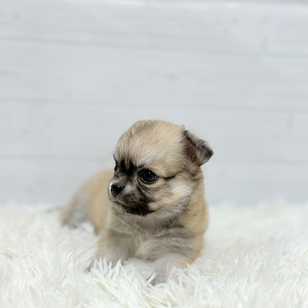 愛知県のチワワ(ロング) (犬の家＆猫の里豊田店/2026年3月17日生まれ/男の子/フォーンホワイト)の子犬の2枚目の画像