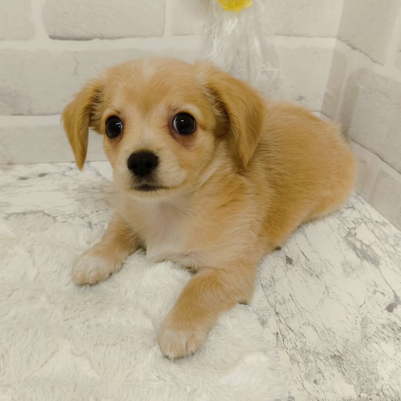 京都府のチワックス(チワワ×ダックス) (犬の家＆猫の里京都精華店/2026年3月14日生まれ/男の子/イエロー)の子犬の2枚目の画像