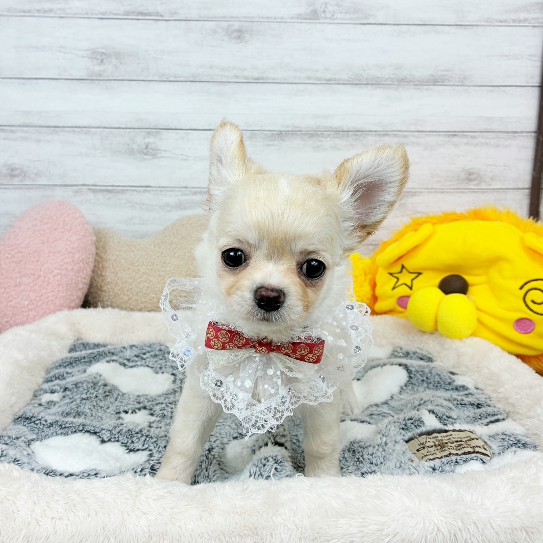 兵庫県のチワワ(ロング) (犬の家＆猫の里川西店/2026年3月17日生まれ/女の子/クリーム)の子犬の1枚目の画像