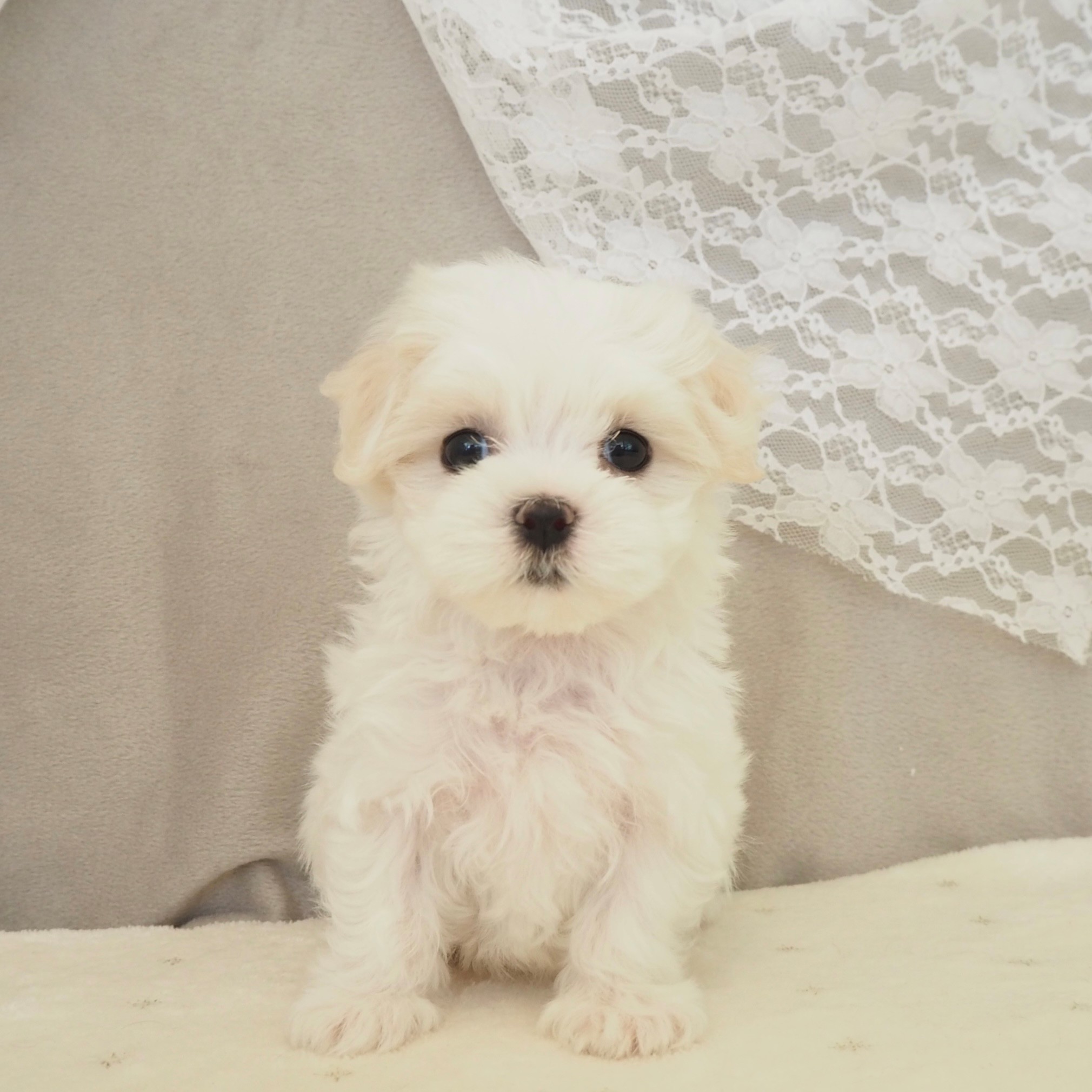 大阪府のマルチーズ (犬の家＆猫の里もりのみやキューズモールBASE店/2026年3月18日生まれ/女の子/ホワイト)の子犬の1枚目の画像