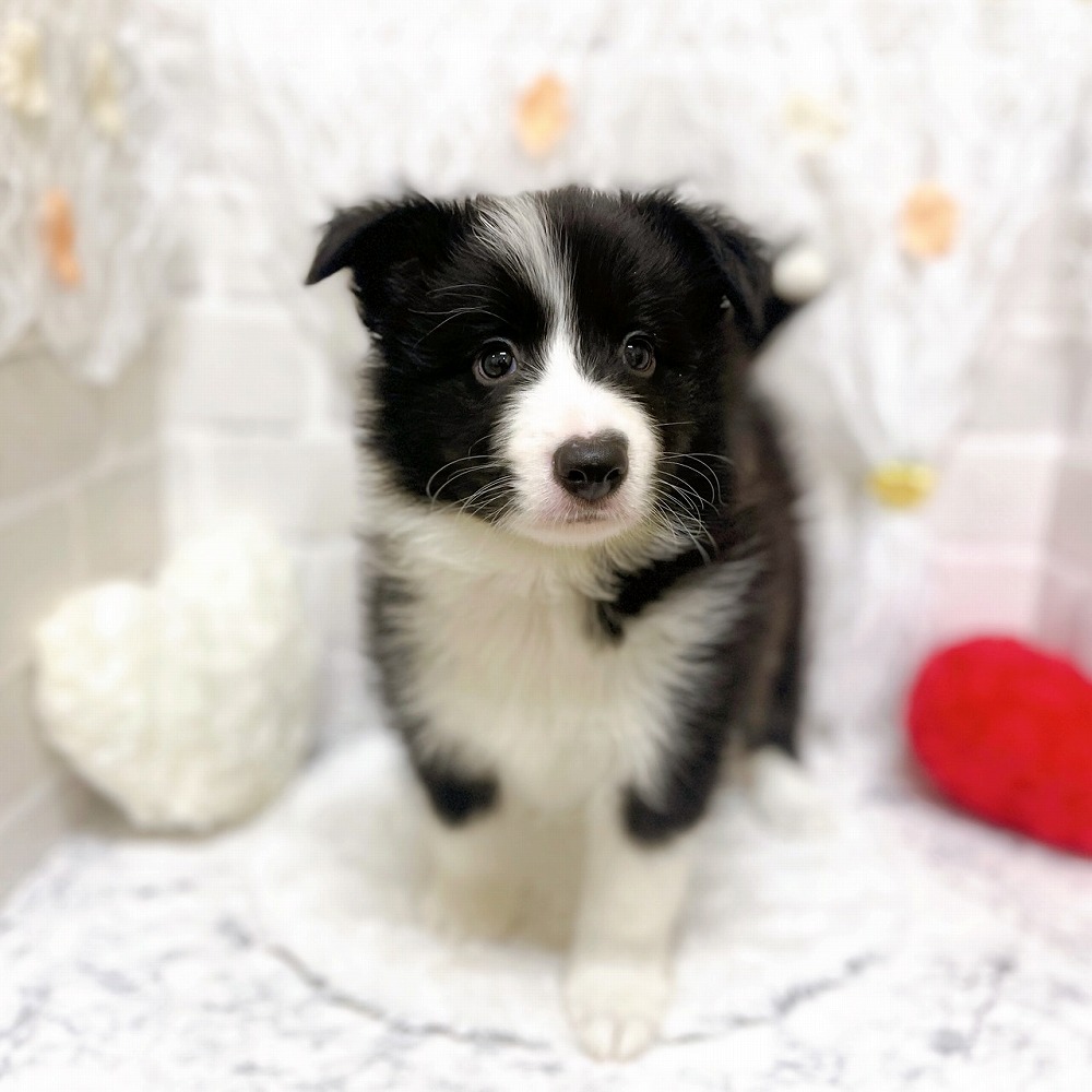 京都府のボーダーコリー (犬の家＆猫の里京都精華店/2026年3月19日生まれ/男の子/ブラックホワイト)の子犬の2枚目の画像