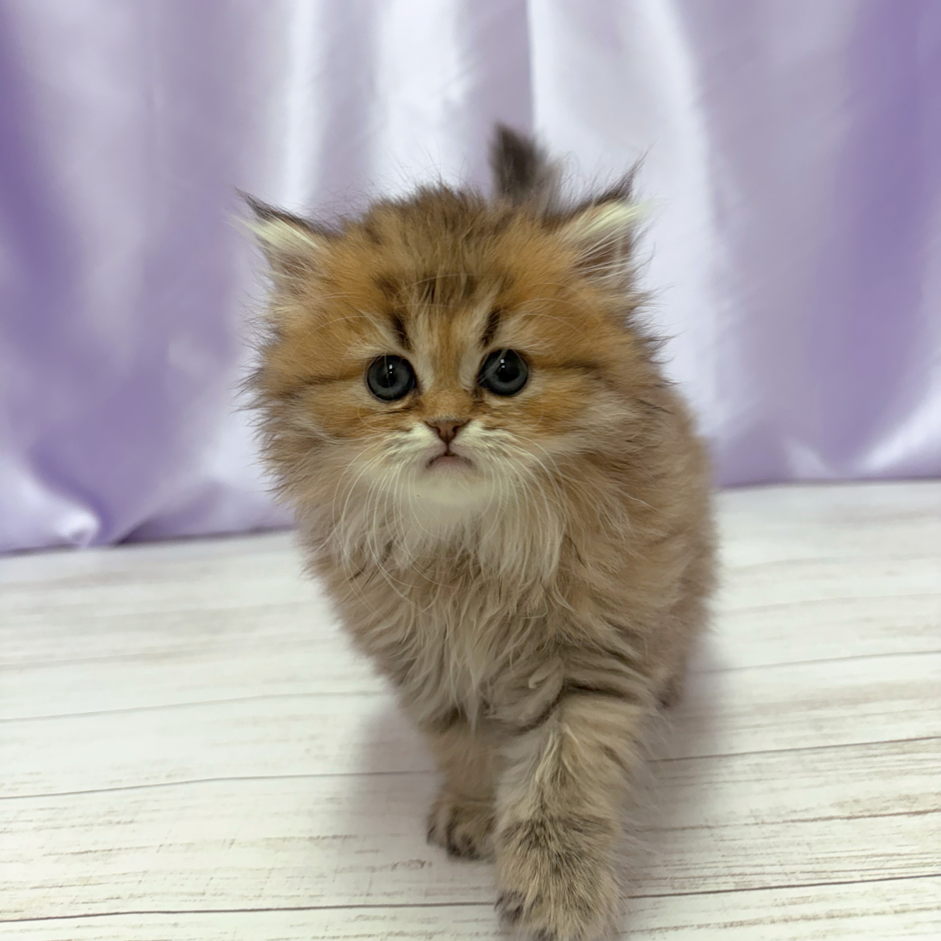 兵庫県のペルシャ (犬の家＆猫の里尼崎店/2026年3月19日生まれ/女の子/チンチラゴールデン)の子猫の1枚目の画像