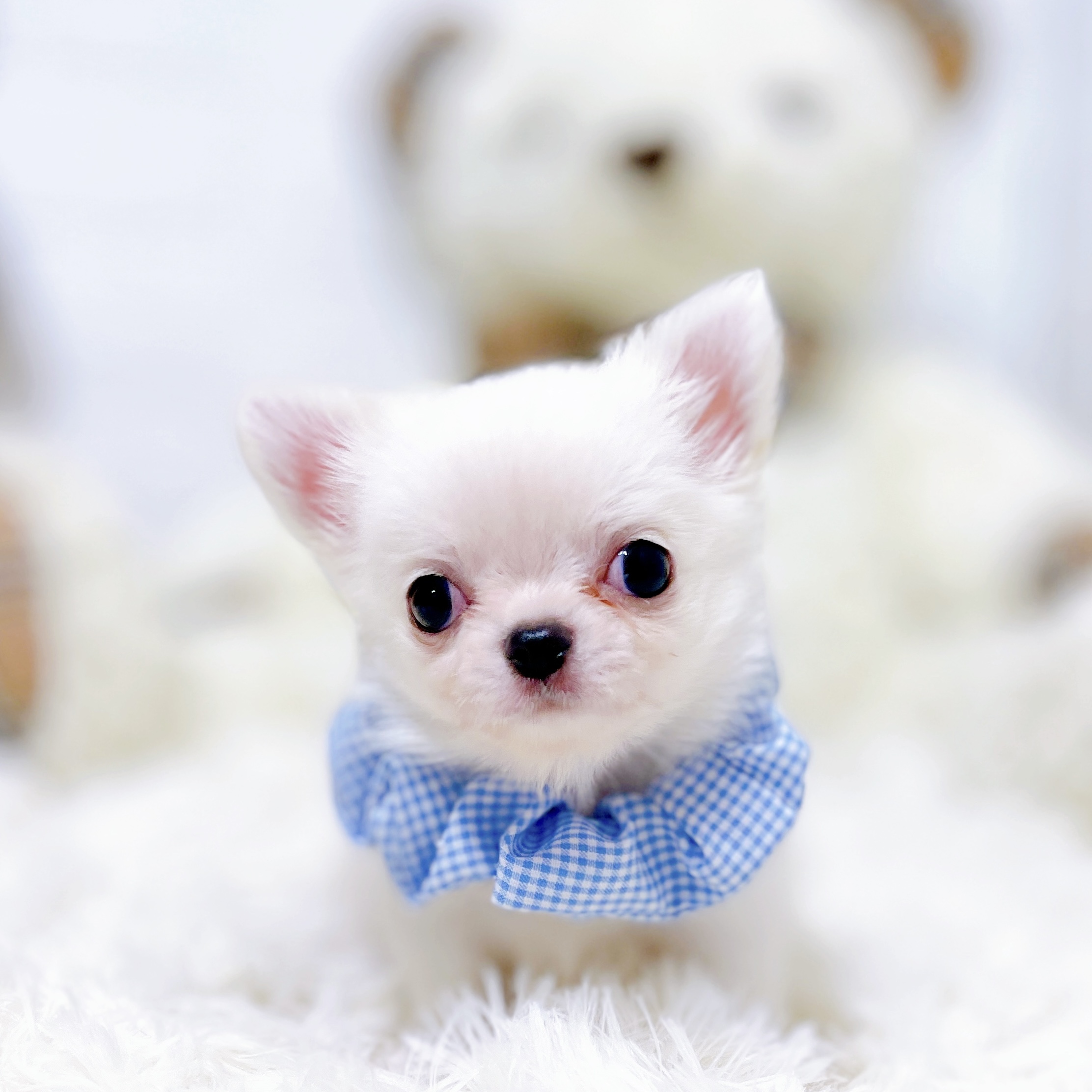 滋賀県のチワワ(ロング) (犬の家＆猫の里近江八幡店/2026年3月19日生まれ/男の子/クリーム)の子犬の2枚目の画像