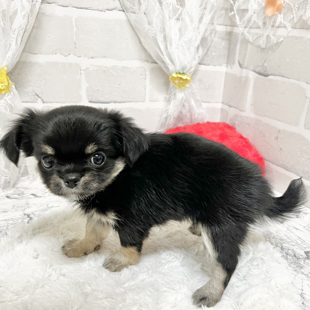 京都府のチワワ(ロング) (犬の家＆猫の里京都精華店/2026年3月18日生まれ/女の子/ブラックタン)の子犬の2枚目の画像