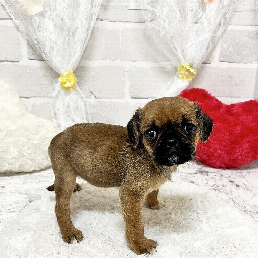 京都府のハーフ犬・ミックス犬 (犬の家＆猫の里京都精華店/2026年3月18日生まれ/女の子/レッド)の子犬の2枚目の画像