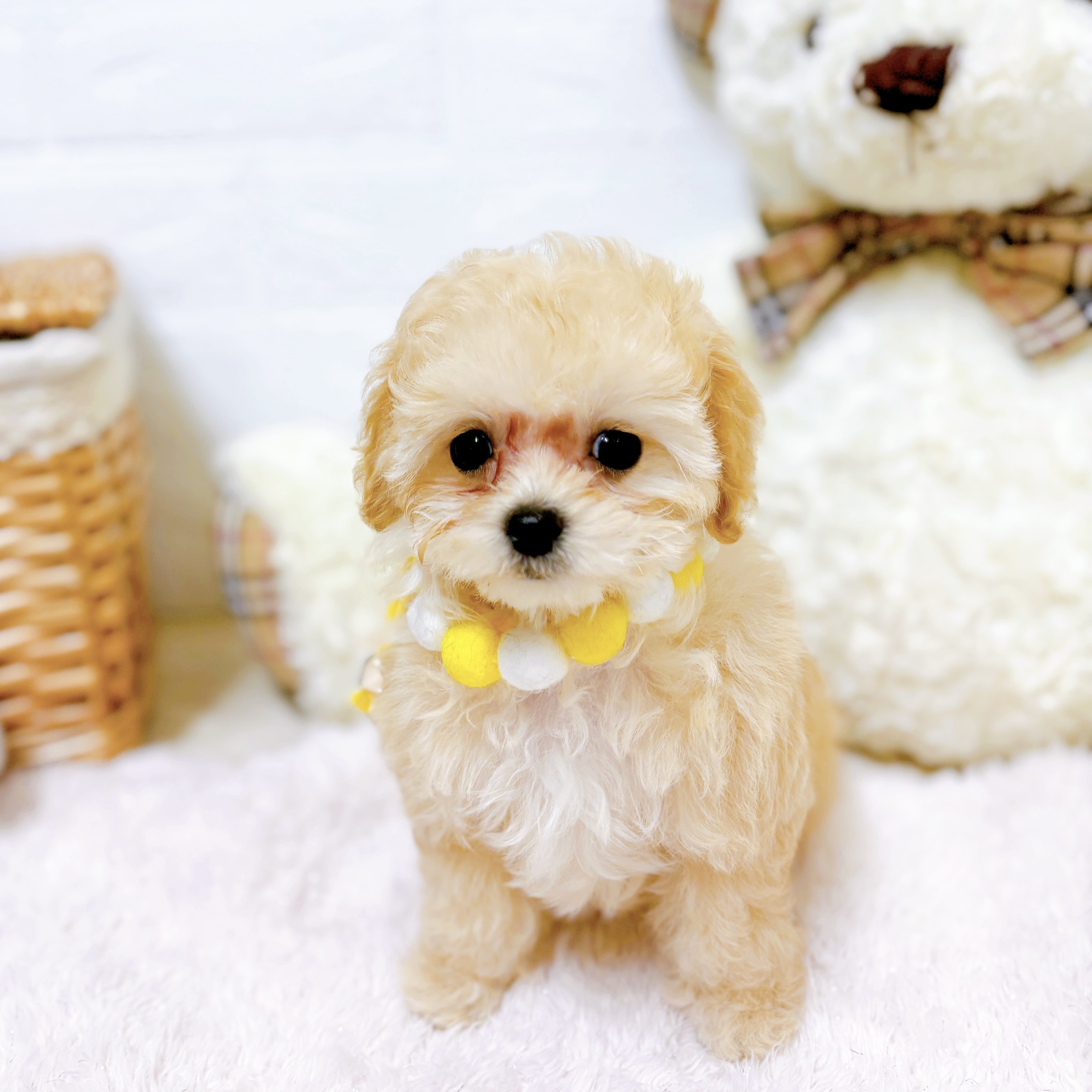 滋賀県のマルプー(マルチーズ×プードル) (犬の家＆猫の里近江八幡店/2026年3月12日生まれ/女の子/クリーム)の子犬の1枚目の画像