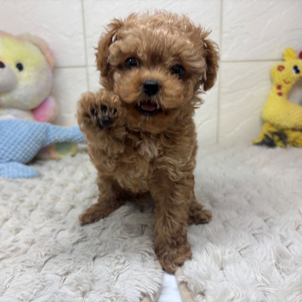 兵庫県のペキプー(ペキニーズ×プードル) (犬の家＆猫の里ゆめタウン姫路店/2026年3月18日生まれ/男の子/レッド)の子犬の2枚目の画像