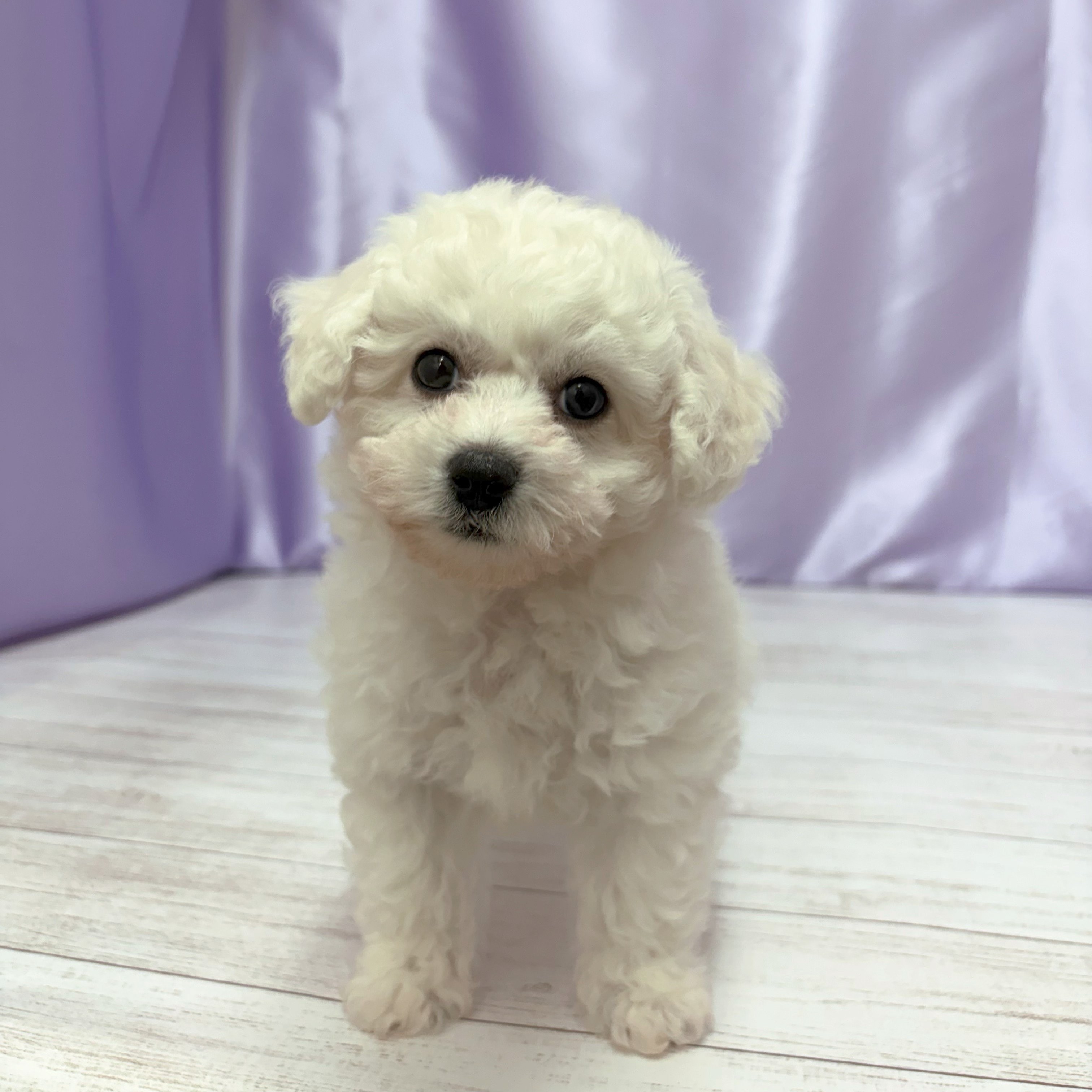 兵庫県のビションフリーゼ (犬の家＆猫の里尼崎店/2026年3月11日生まれ/男の子/ホワイト)の子犬の1枚目の画像