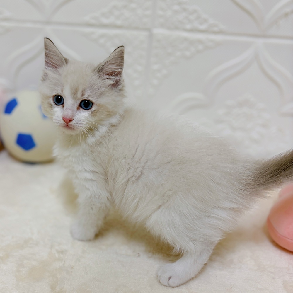 愛知県のラグドール (犬の家＆猫の里岡崎店/2026年3月11日生まれ/女の子/ブルーポイントバイカラー)の子猫の2枚目の画像
