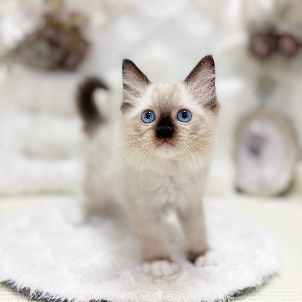岐阜県のラグドール (犬の家＆猫の里カラフルタウン岐阜店/2026年3月16日生まれ/男の子/シールポイントミテッド)の子猫の1枚目の画像
