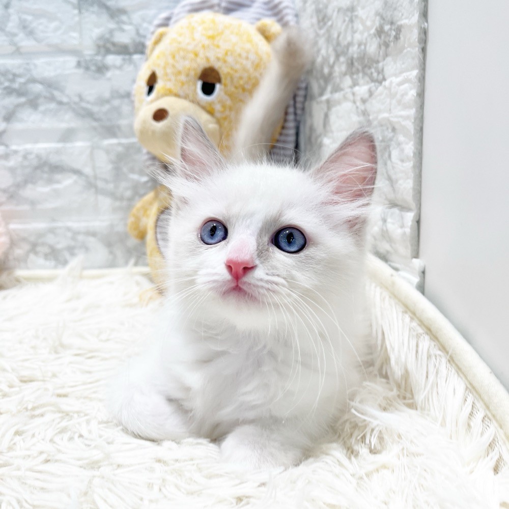 愛知県のラグドール (犬の家＆猫の里MiO香久山店/2026年3月20日生まれ/男の子/ブルーポイントバイカラー)の子猫の2枚目の画像