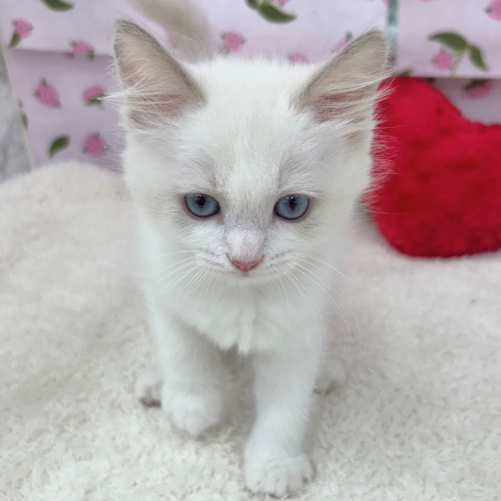 愛知県のラグドール (犬の家＆猫の里エアポートウォーク店/2026年3月20日生まれ/男の子/ブルーポイントバイカラー)の子猫の2枚目の画像