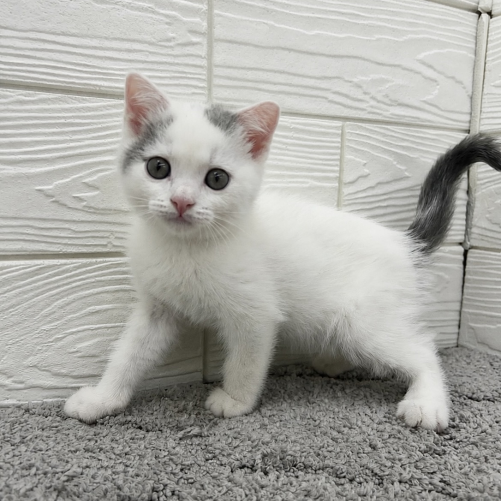 愛知県のスコティッシュフォールド (犬の家＆猫の里七宝店/2026年3月21日生まれ/男の子/ブルーホワイト)の子猫の1枚目の画像