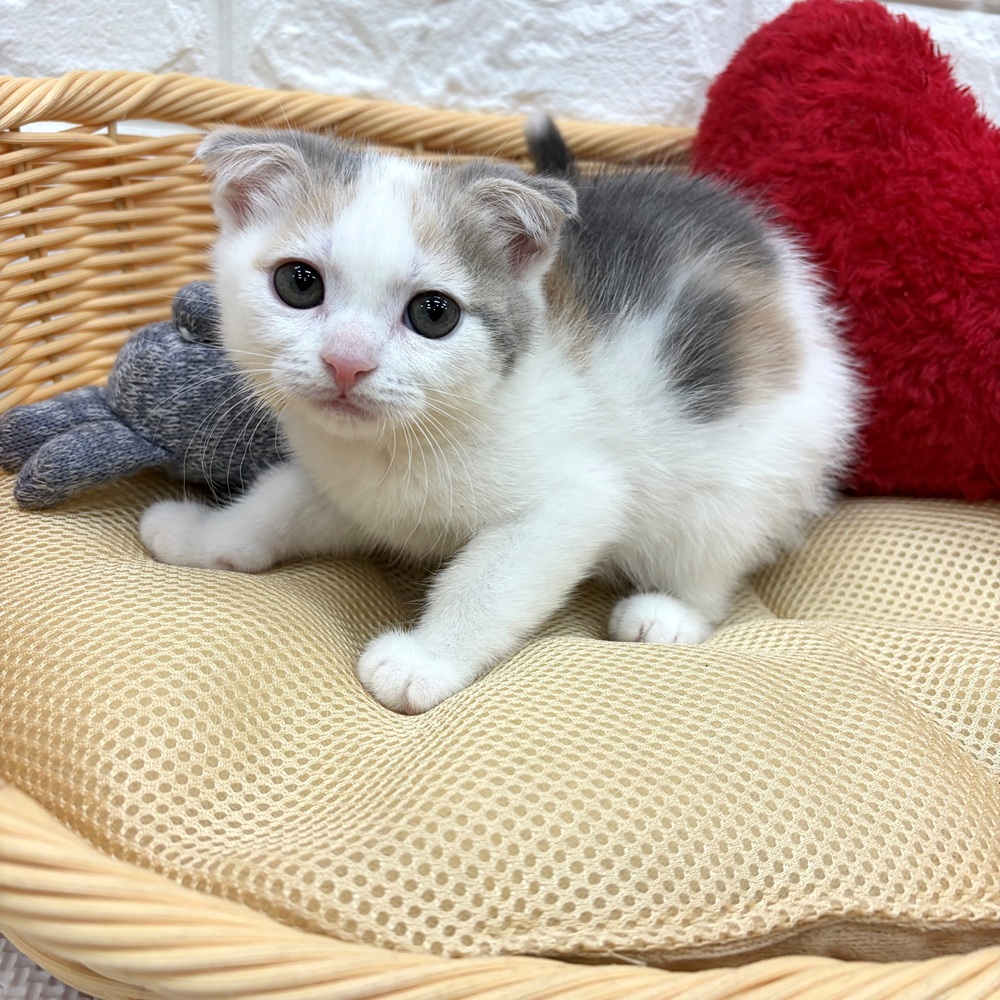 愛知県のスコティッシュフォールド (犬の家＆猫の里MEGAドン・キホーテ東海名和店/2026年3月21日生まれ/女の子/ブルーパッチドタビーホワイト)の子猫の2枚目の画像