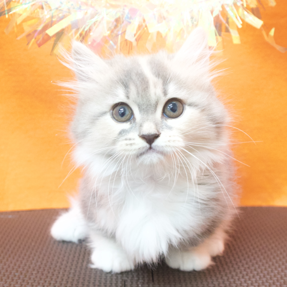 大阪府のマンチカン (犬の家＆猫の里吹田店/2026年3月19日生まれ/女の子/ブルーパッチドタビーホワイト)の子猫の1枚目の画像