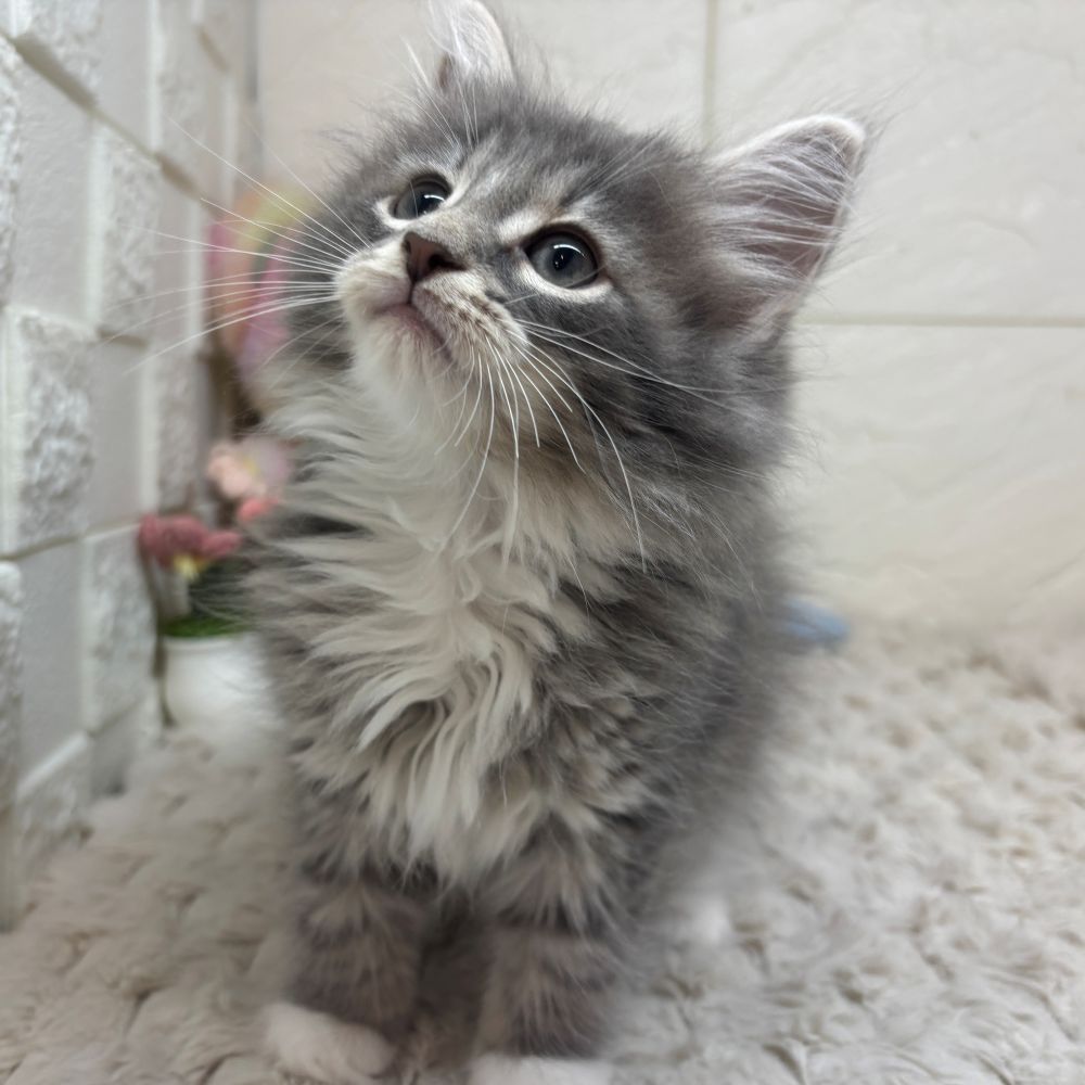 兵庫県のノルウェージャンフォレストキャット (犬の家＆猫の里ゆめタウン姫路店/2026年3月19日生まれ/女の子/ブルータビーホワイト)の子猫の2枚目の画像