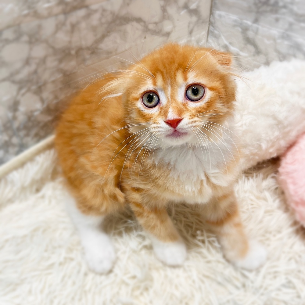 愛知県のスコティッシュフォールド (犬の家＆猫の里MiO香久山店/2026年3月18日生まれ/女の子/レッドタビーホワイト)の子猫の2枚目の画像
