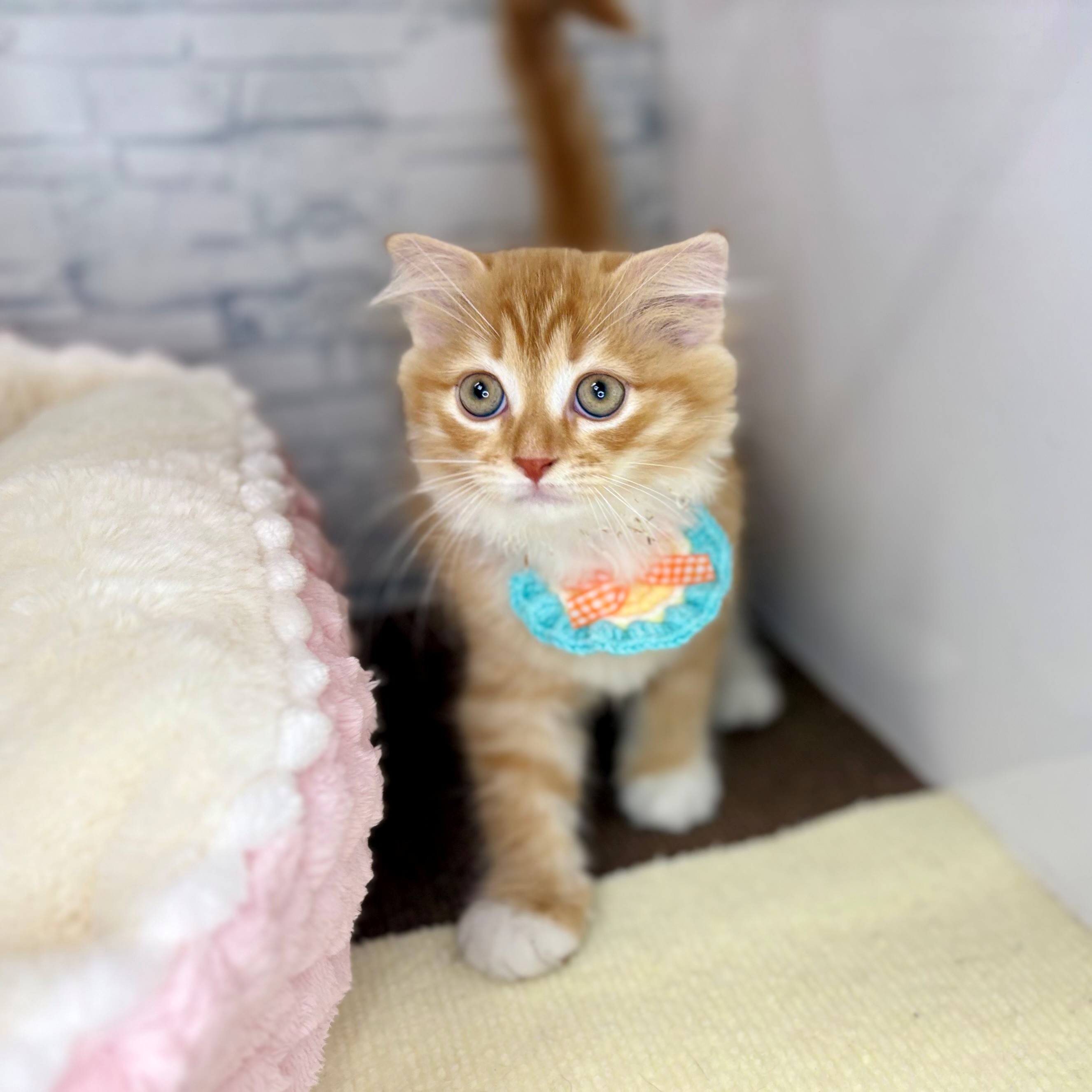 長野県のスコティッシュフォールド (犬の家＆猫の里長野店/2026年3月18日生まれ/女の子/レッドタビーホワイト)の子猫の2枚目の画像