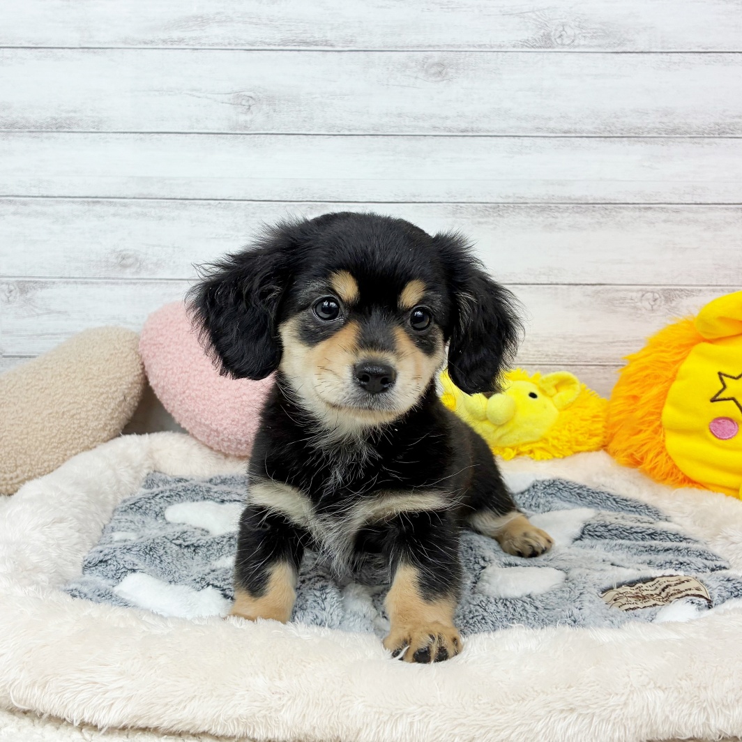 兵庫県のチワックス(チワワ×ダックス) (犬の家＆猫の里川西店/2026年3月16日生まれ/女の子/ブラッククリーム)の子犬の2枚目の画像