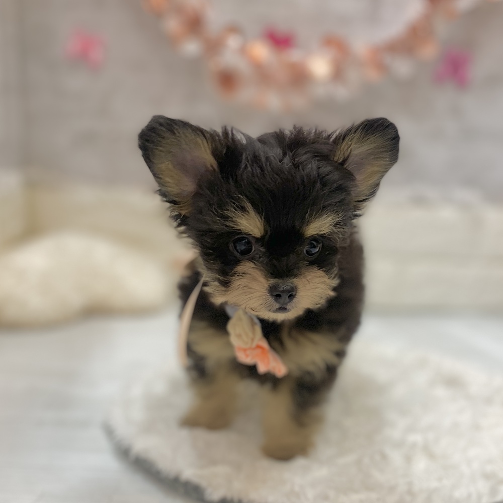 静岡県のチワプー/プーチー(チワワ×プードル) (犬の家＆猫の里プレ葉ウォーク浜北店/2026年3月20日生まれ/女の子/ブラッククリーム)の子犬の2枚目の画像
