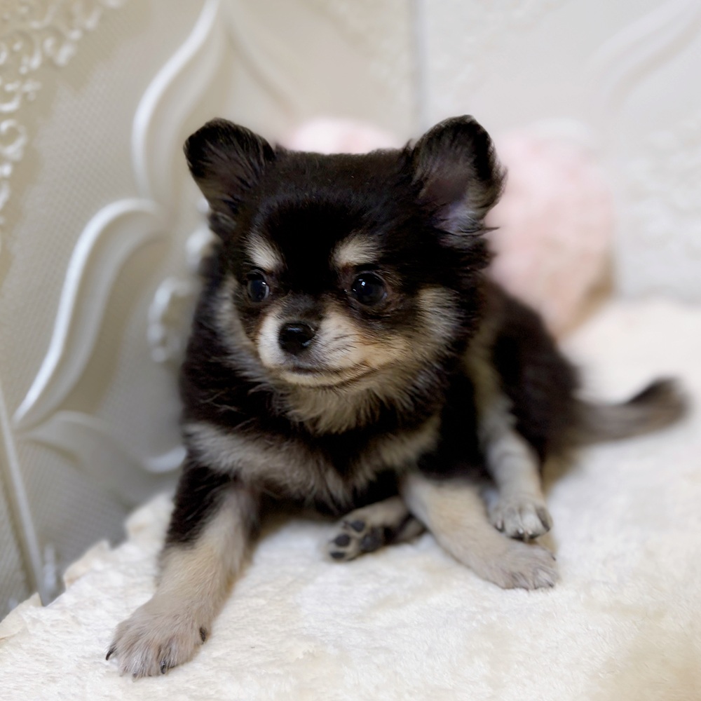 愛知県のポメチワ/チワポメ/ポメチー(ポメラニアン×チワワ) (犬の家＆猫の里岡崎店/2026年3月22日生まれ/女の子/ブラッククリーム)の子犬の2枚目の画像
