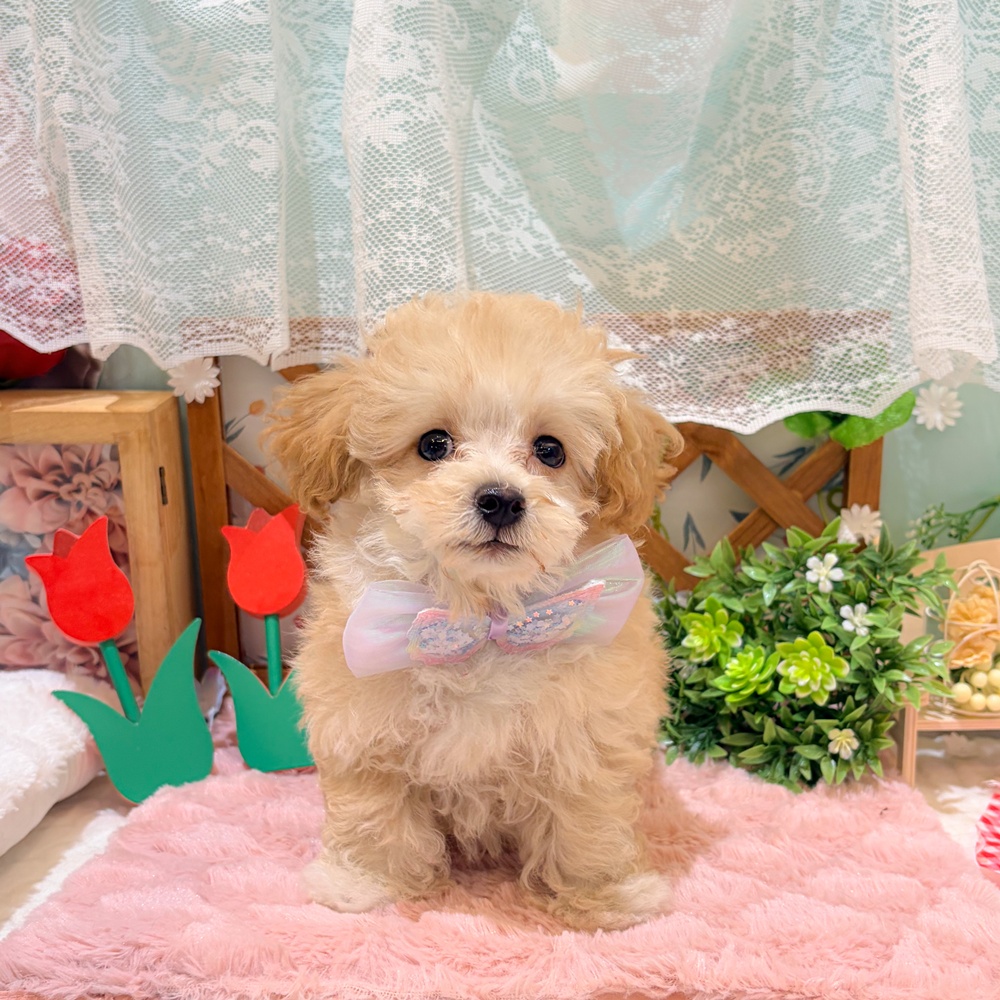 静岡県のマルプー(マルチーズ×プードル) (犬の家＆猫の里富士店/2026年3月22日生まれ/男の子/アプリコット)の子犬の1枚目の画像