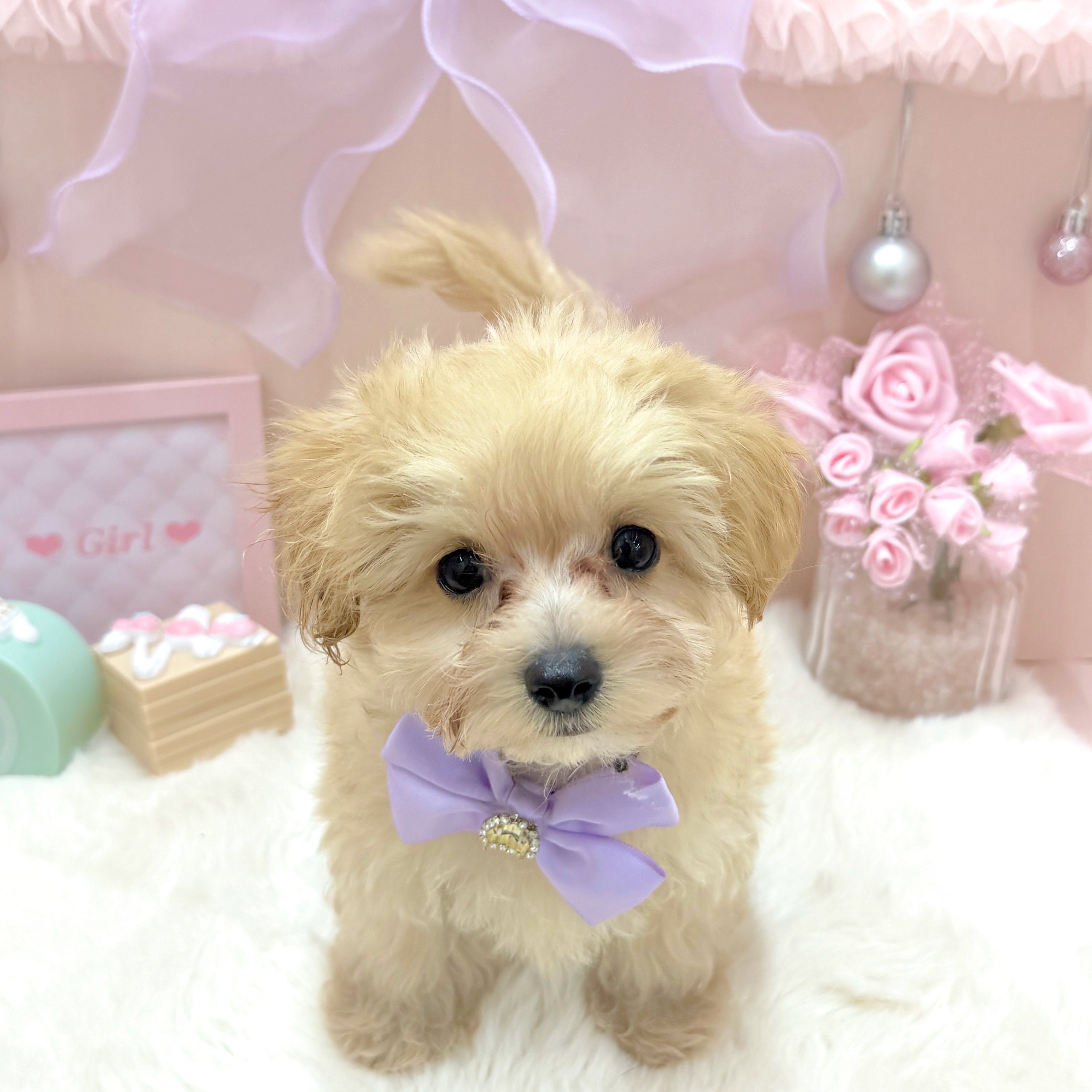 福井県のマルプー(マルチーズ×プードル) (犬の家＆猫の里アミーゴ福井大和田店/2026年3月19日生まれ/女の子/アプリコット)の子犬の2枚目の画像