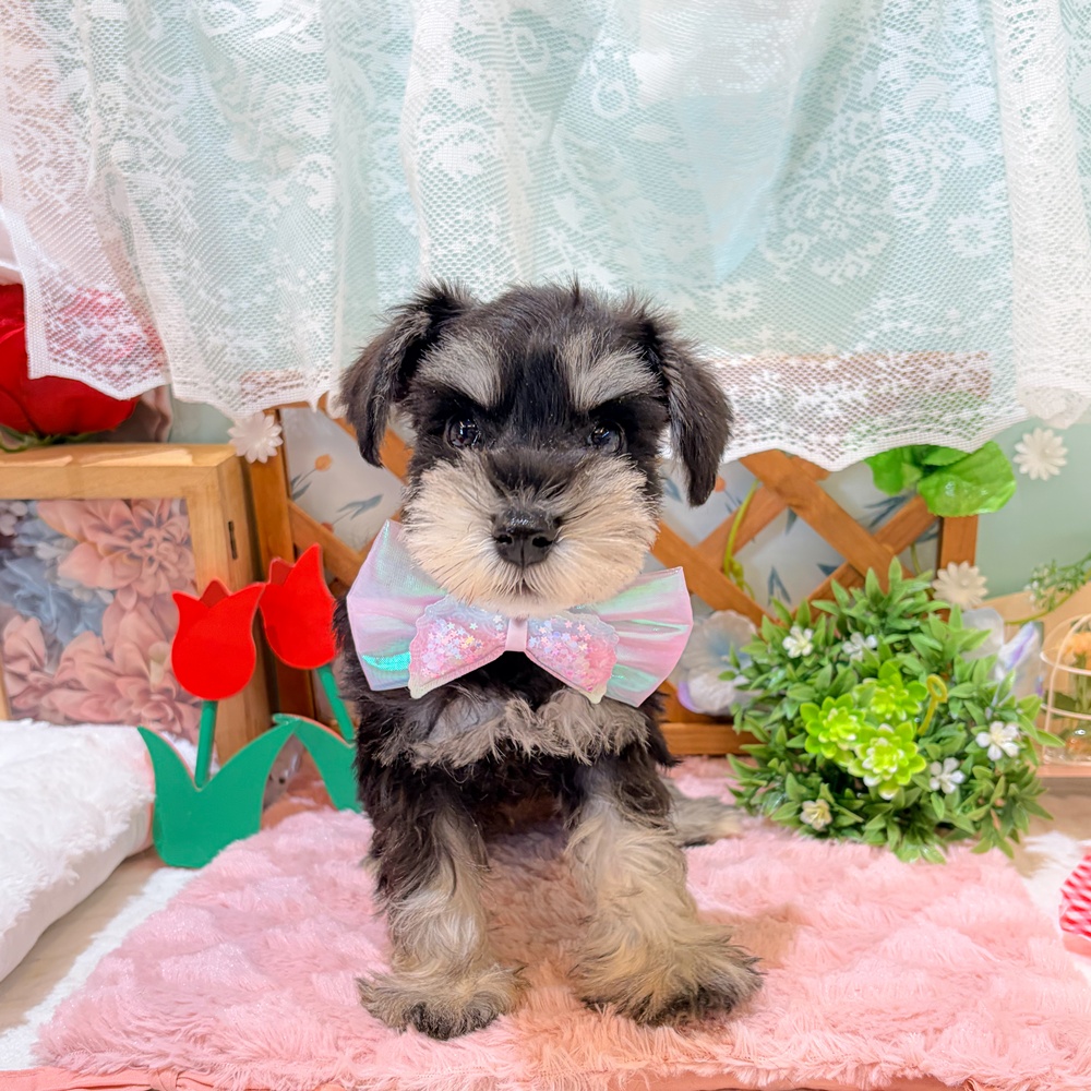 静岡県のミニチュアシュナウザー (犬の家＆猫の里富士店/2026年3月22日生まれ/女の子/ブラックシルバー)の子犬の1枚目の画像
