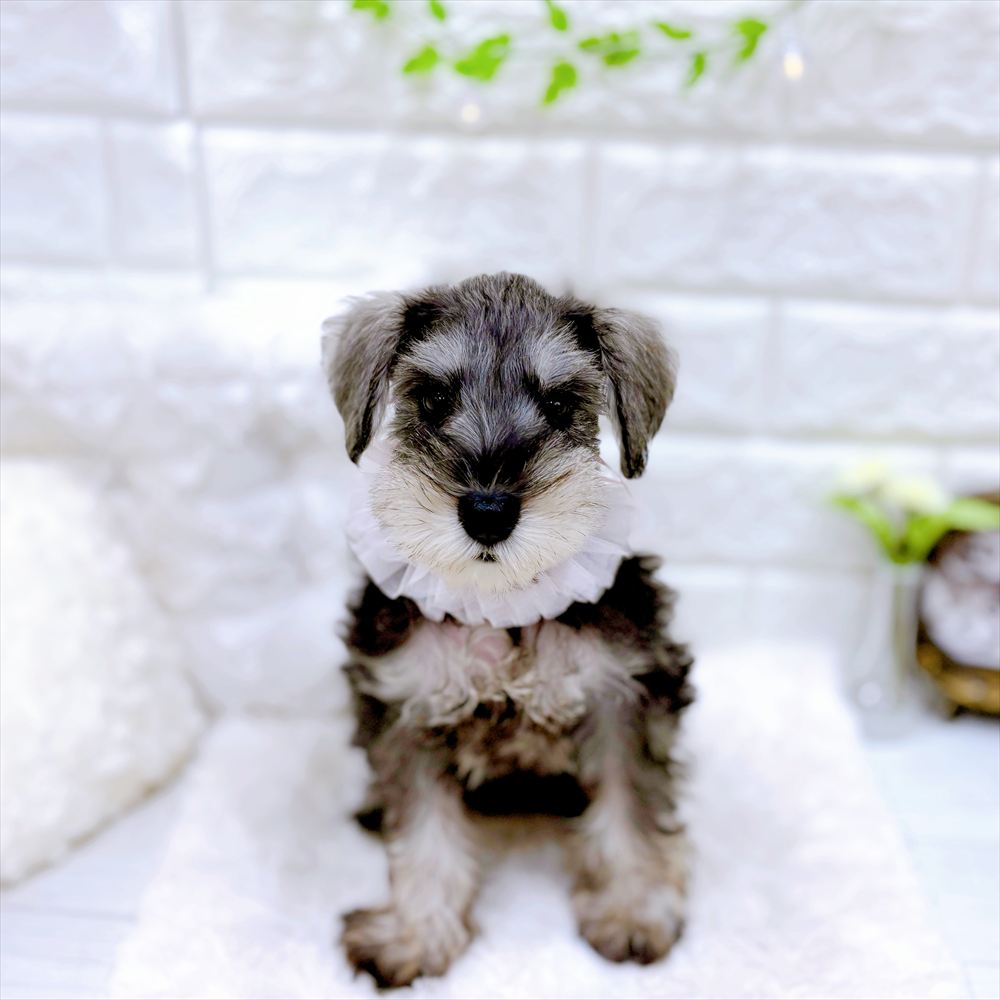福井県のミニチュアシュナウザー (犬の家＆猫の里アミーゴ福井店/2026年3月22日生まれ/女の子/ソルトペッパー)の子犬の2枚目の画像