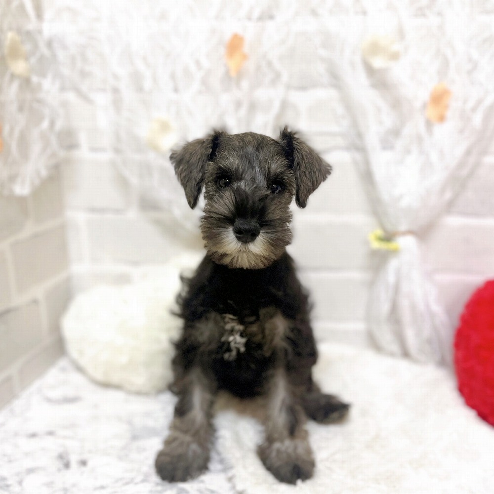 京都府のミニチュアシュナウザー (犬の家＆猫の里京都精華店/2026年3月22日生まれ/女の子/ソルトペッパー)の子犬の2枚目の画像