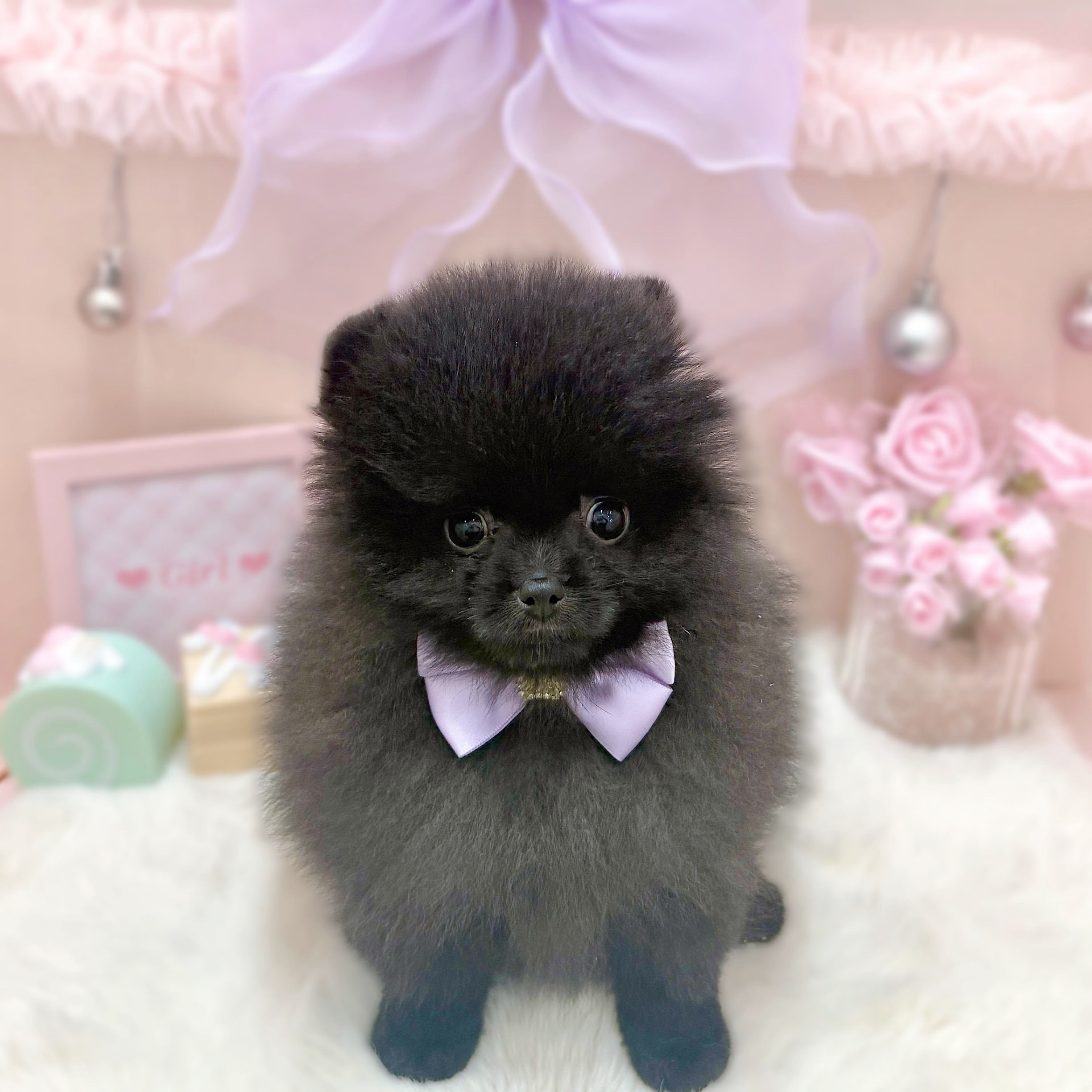 福井県のポメラニアン (犬の家＆猫の里アミーゴ福井大和田店/2026年3月18日生まれ/女の子/ブラック)の子犬の1枚目の画像