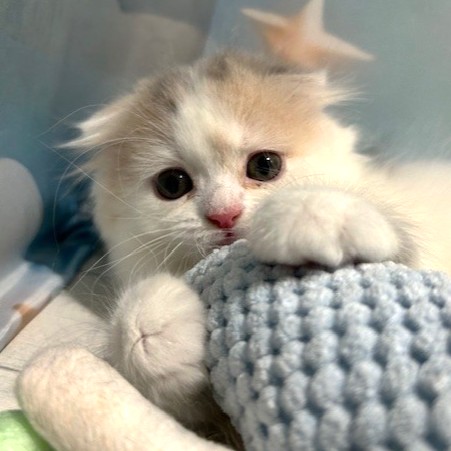 福岡県のスコティッシュフォールド (犬の家＆猫の里トリアス久山店/2026年3月21日生まれ/女の子/ブルーパッチドタビーホワイト)の子猫の2枚目の画像