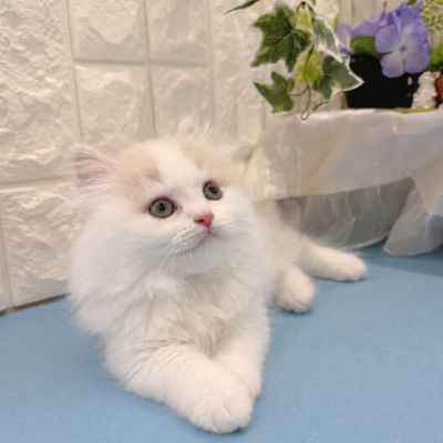 岡山県のスコティッシュストレート (犬の家＆猫の里倉敷店/2026年3月21日生まれ/男の子/クリームタビーホワイト)の子猫の2枚目の画像