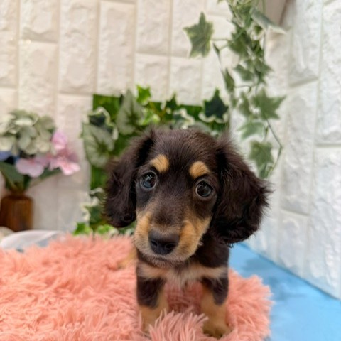 岡山県のミニチュアダックスフンド(ロング) (犬の家＆猫の里倉敷店/2026年3月21日生まれ/男の子/ブラックタン)の子犬の1枚目の画像