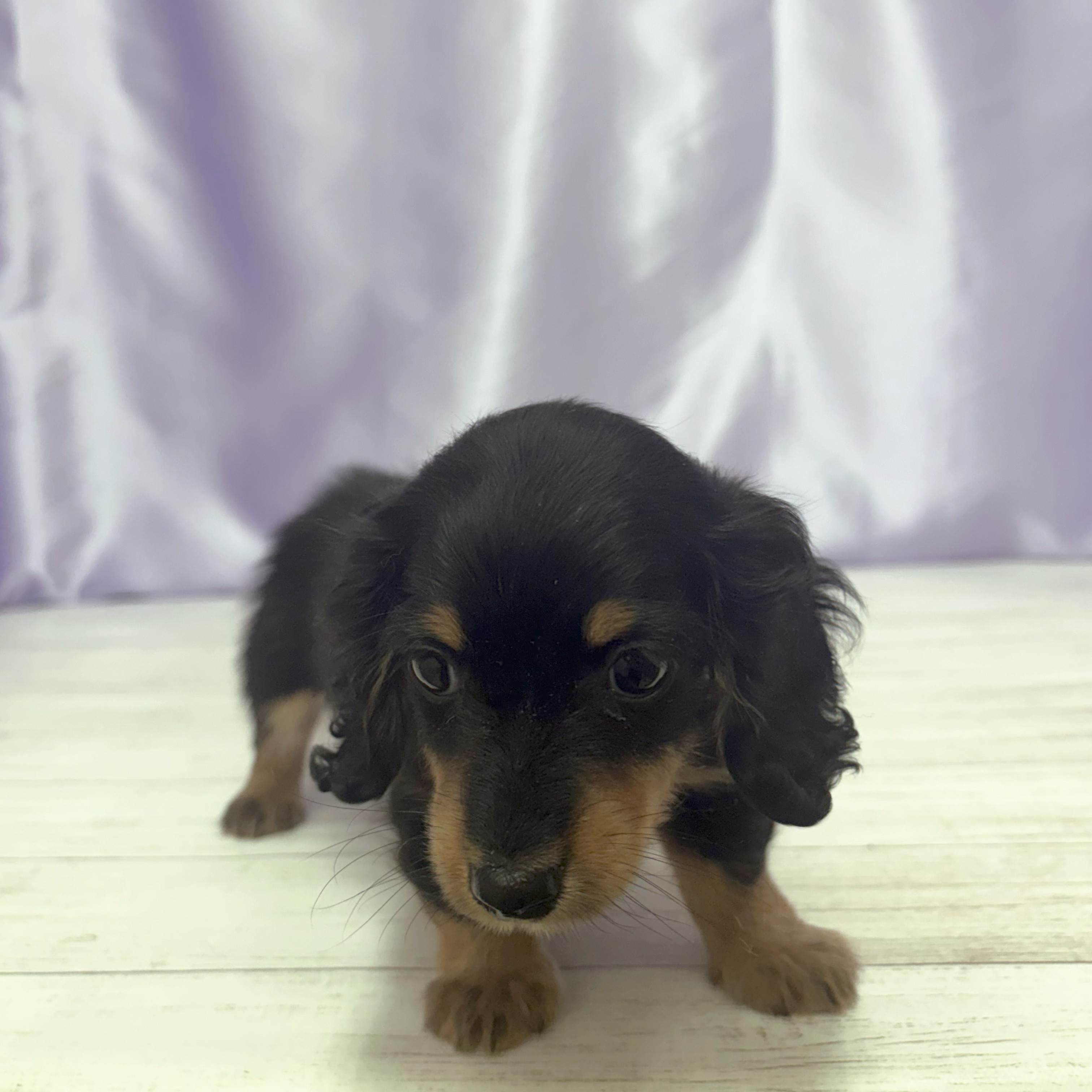 兵庫県のミニチュアダックスフンド(ロング) (犬の家＆猫の里尼崎店/2026年3月19日生まれ/女の子/ブラックタン)の子犬の2枚目の画像