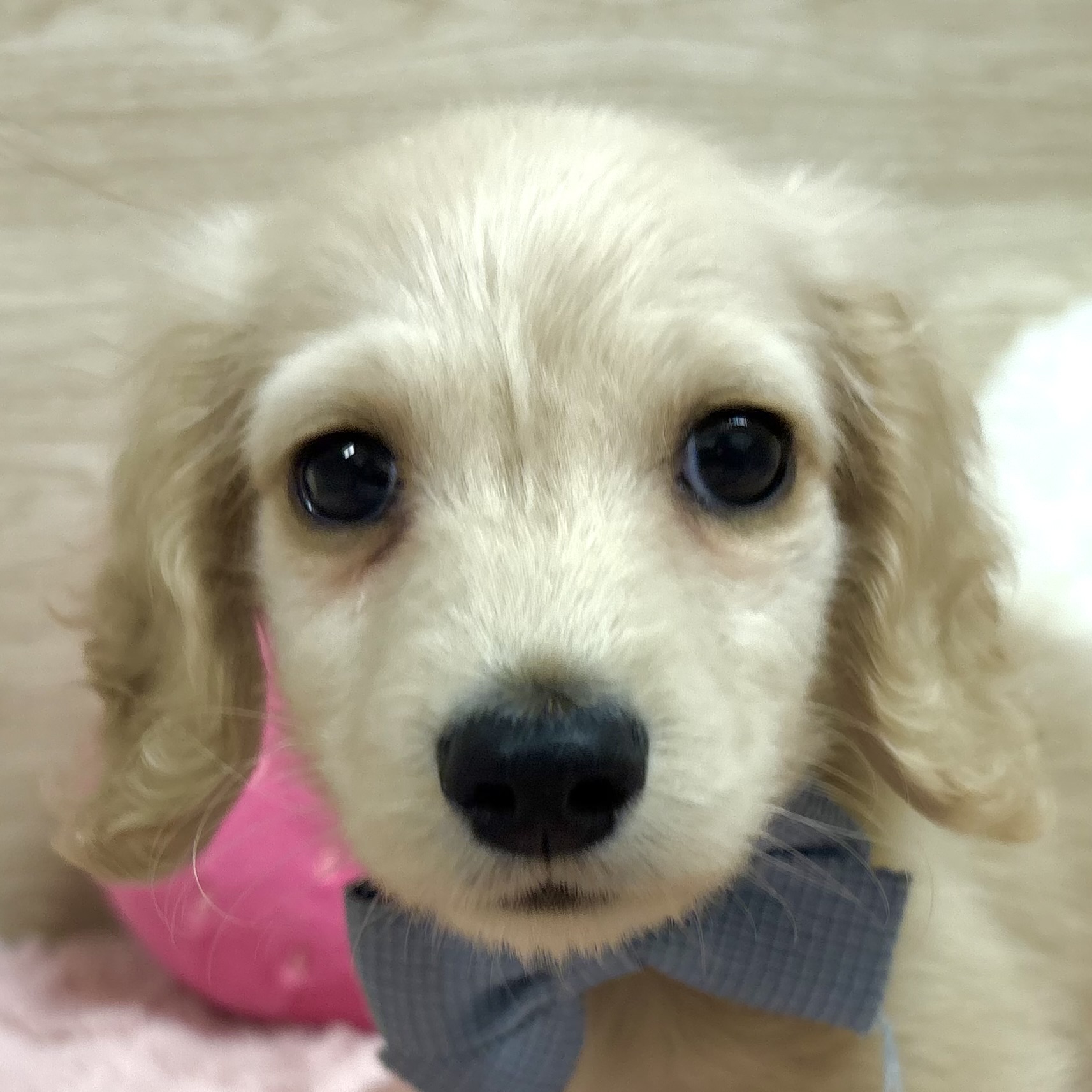 オレンジ(橙系)のミニチュアダックスの子犬一覧 | ペットショップ 犬の